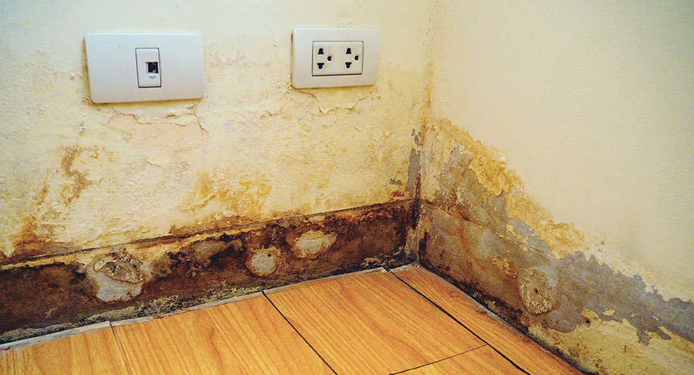 mold